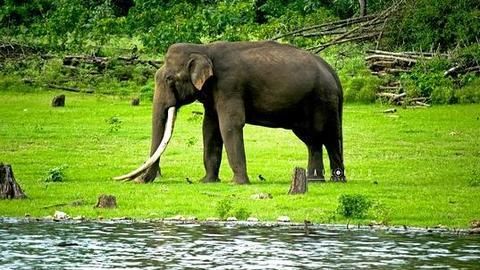 Kabini is a treat for all wilderness lovers