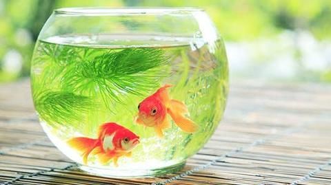 Here's why you should get a pet fish