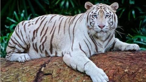 White Bengal Tiger: Majestic, mysterious and mesmerizing