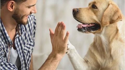 Which are the best therapy animals