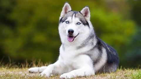 The Siberian Husky: Gorgeous, medium-sized dogs